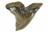 Serrated, Fossil Shark (Hemipristis) Tooth #170425-1